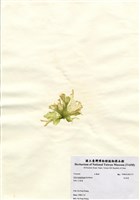 藏品(牡丹菜)的圖片